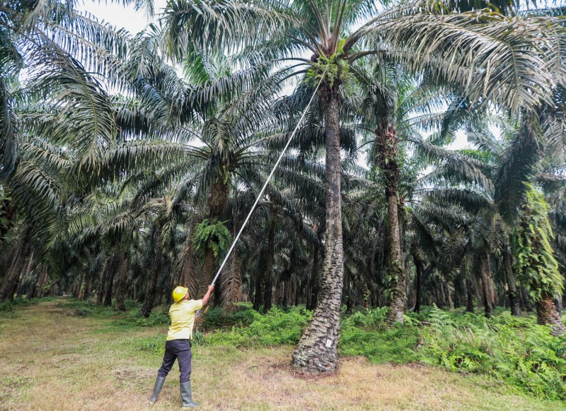 Jadi Sektor Strategis Untuk Ekonomi, Indonesia Berkomitmen untuk Sawit Berkelanjutan