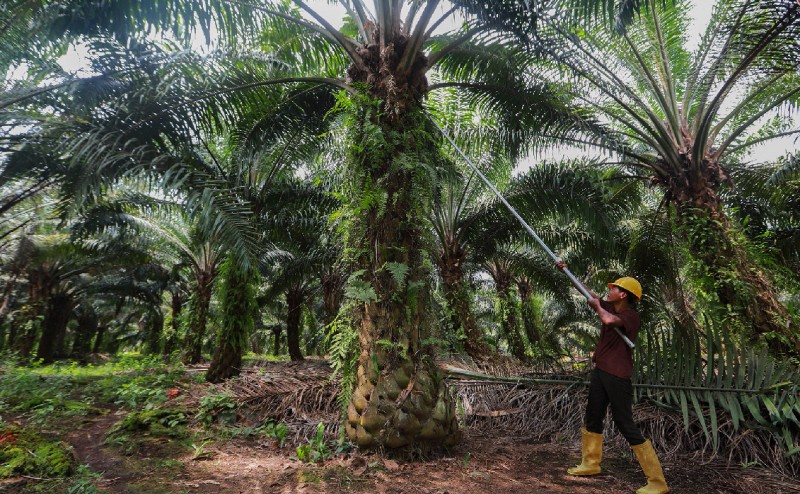 Cisadane Sawit Raya (CSRA) Membidik Kenaikan Produksi CPO di Atas 50% Tahun Depan