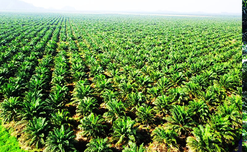 CSRA Hasil 9M20: Harga Menguat, Kinerja Meningkat, Margin Sehat