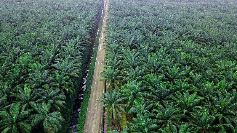 Produksi Cisadane Sawit Raya Tahun 2021 Ditarget Naik 10%