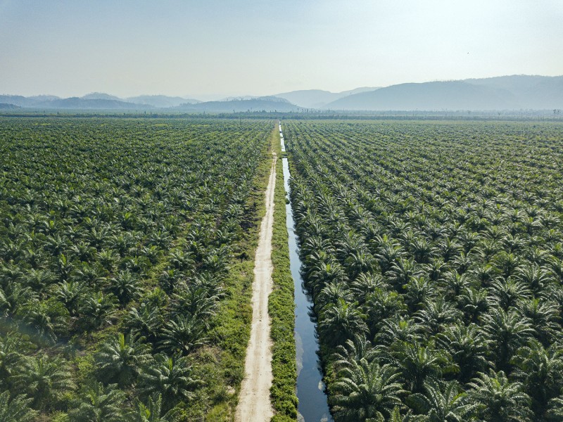 Cisadane Sawit Raya (CSRA) Optimis Laju Kinerja Tahun Ini Bakal Positif