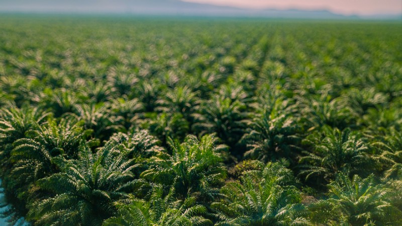 Cisadane Sawit Raya (CSRA) Siap Optimalkan Momentum Kenaikan Harga CPO