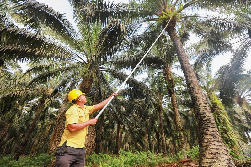 Airlangga Hartanto Beberkan Bukti Industri Sawit 'Kebal' Corona