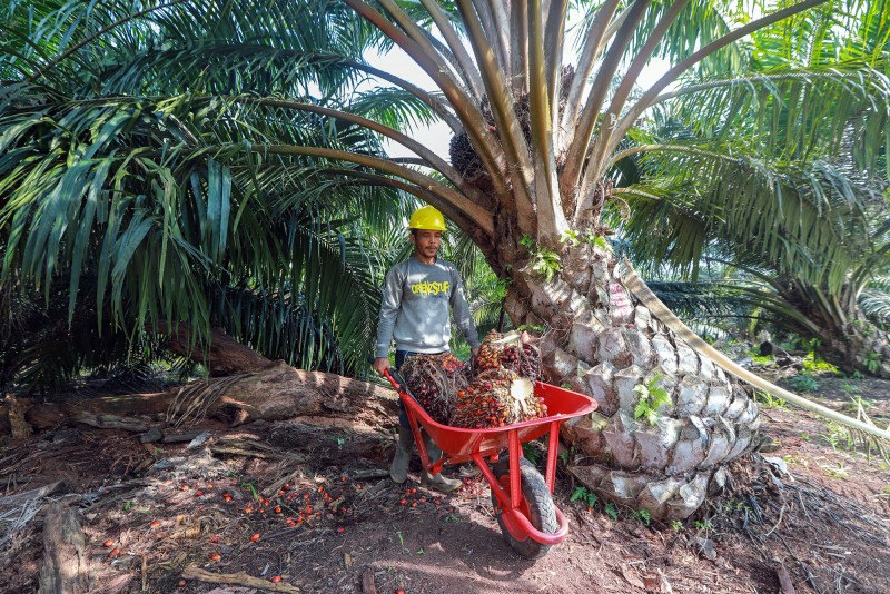 Kenaikan Harga CPO Picu Tumbuhnya Pendapatan Cisadane Sawit Raya di Kuartal I-2021