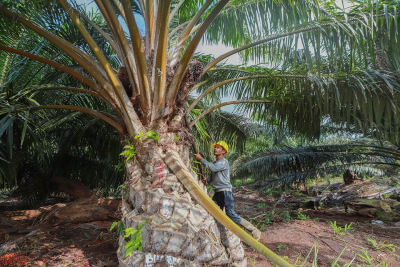 Kinerja Ciamik, Laba Bersih PT Cisadane Sawit Raya Tbk (CSRA) Melonjak 129% di 2020