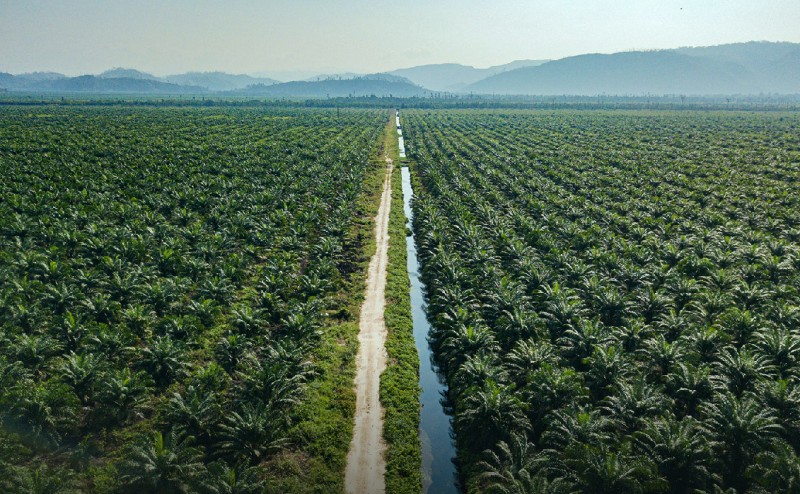 Cisadane Sawit Raya (CSRA) Kantongi Penjualan Rp 765 Miliar per Kuartal III-2022