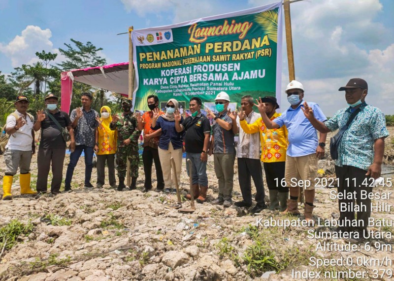 Penanaman Perdana Program Peremajaan Sawit Rakyat Koperasi Produsen Karya Cipta Bersama Ajamu dan PT Cisadane Sawit Raya Tbk. 